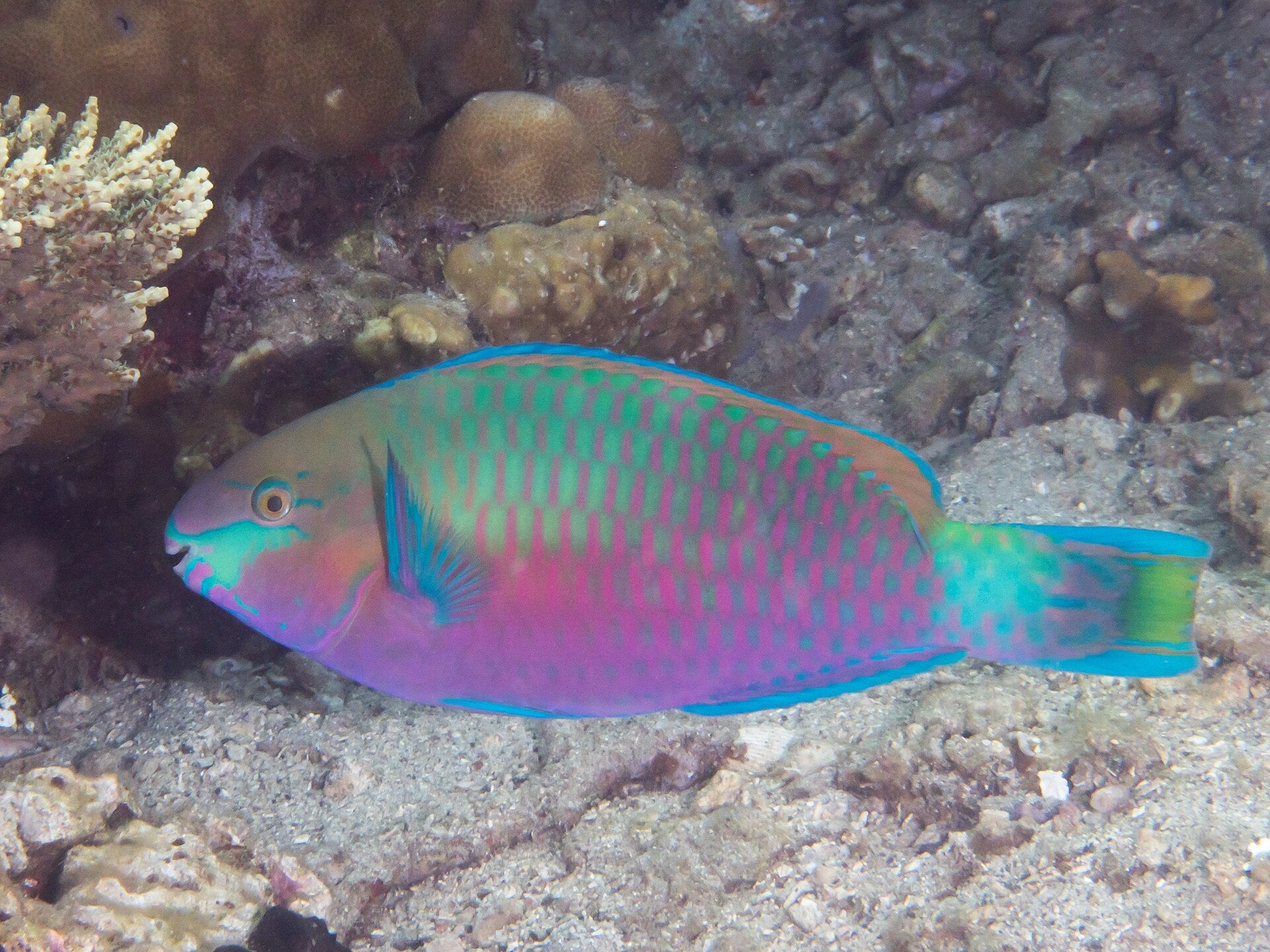 Quoy's Parrotfish