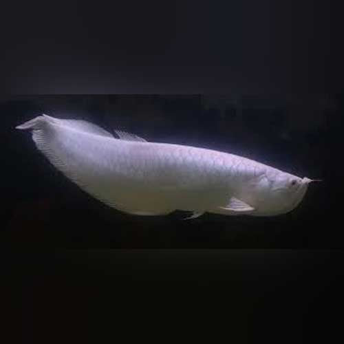 Platinum White Arowana