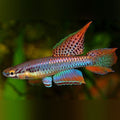 Aphysosemion bivittatum Killifish (Male only)