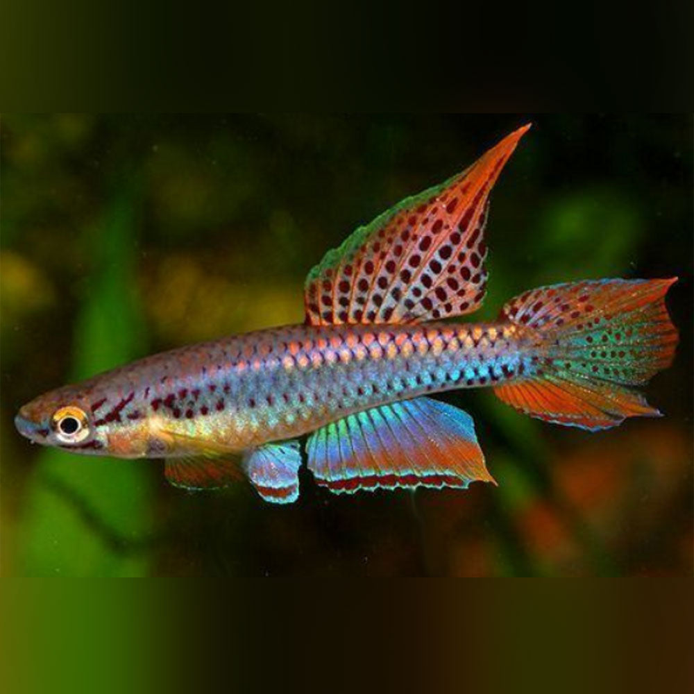 Aphysosemion bivittatum Killifish (Male only)