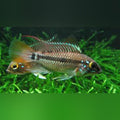 Apistogramma Cruzzi