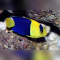 Bicolor Angelfish