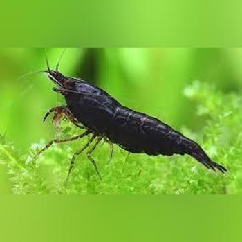 Black Knight Shrimp (troupe of 5)
