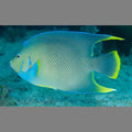 Blue Angelfish - Atlantic (Adult)