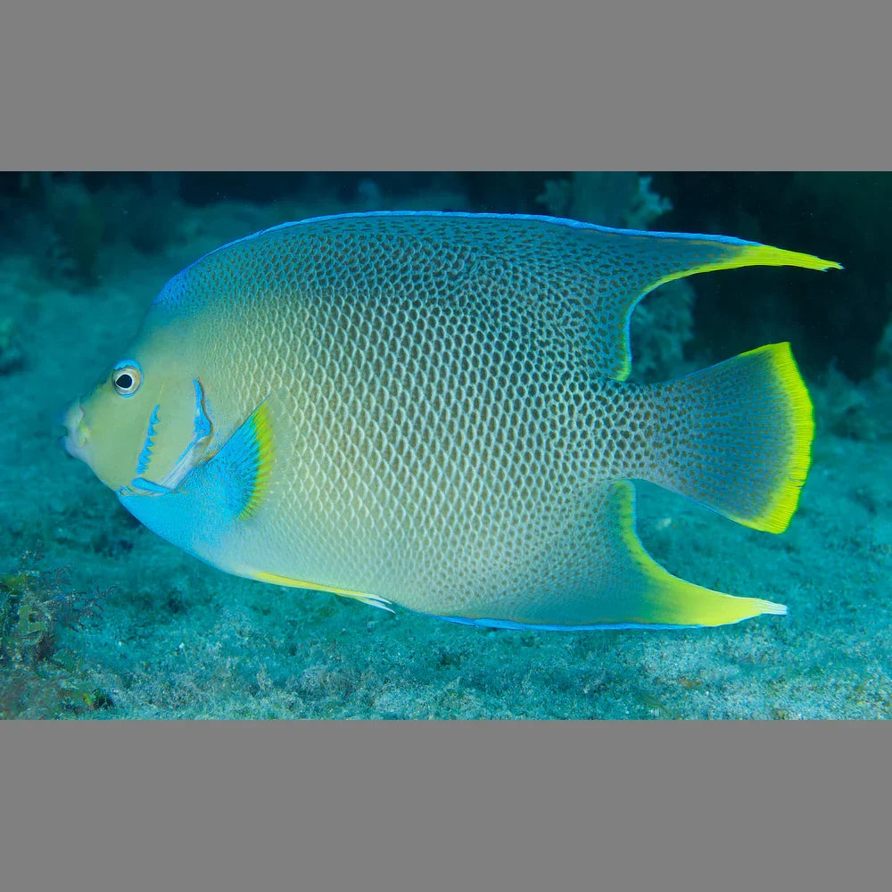 Blue Angelfish - Atlantic (Adult)