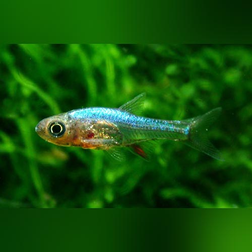 Blue Axelrodi Rasbora (School of 5)