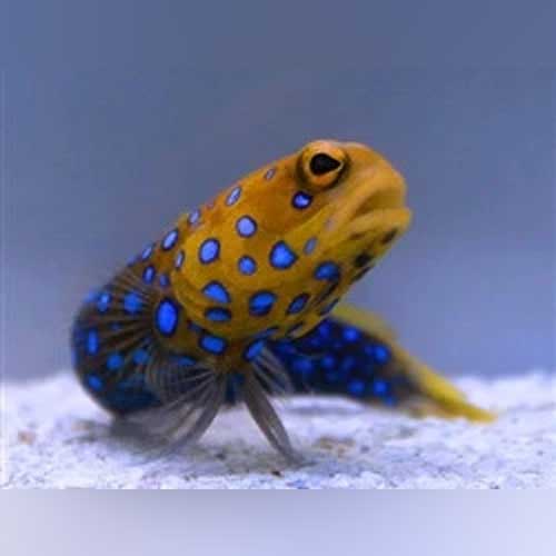 Blue Spot Jawfish