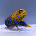 Blue Spot Jawfish