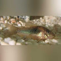 Bronze Cory (gang of 3)