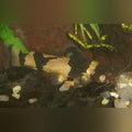 Bumblebee Catfish (School of 5)