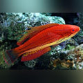 Carpenter Flasher Wrasse