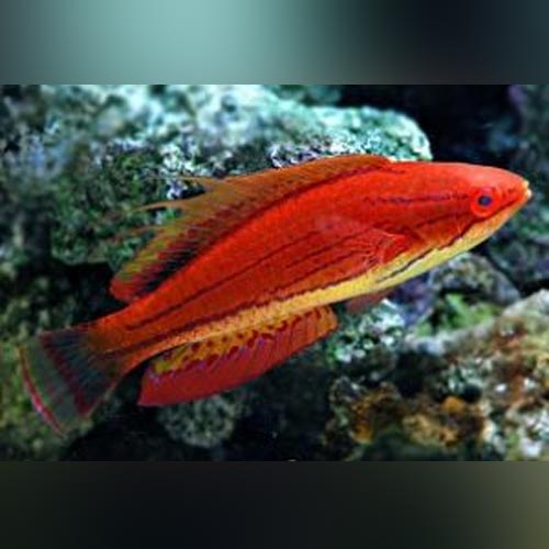 Carpenter Flasher Wrasse