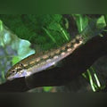 Chinese Algae Eater (school of 4)