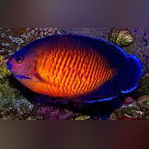 Coral Beauty Angelfish