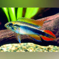 Apistogramma Agassizi Double Red MALE