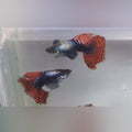 Dumbo Ear Guppy - PAIR