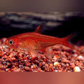 Ember Tetra (school of 6)