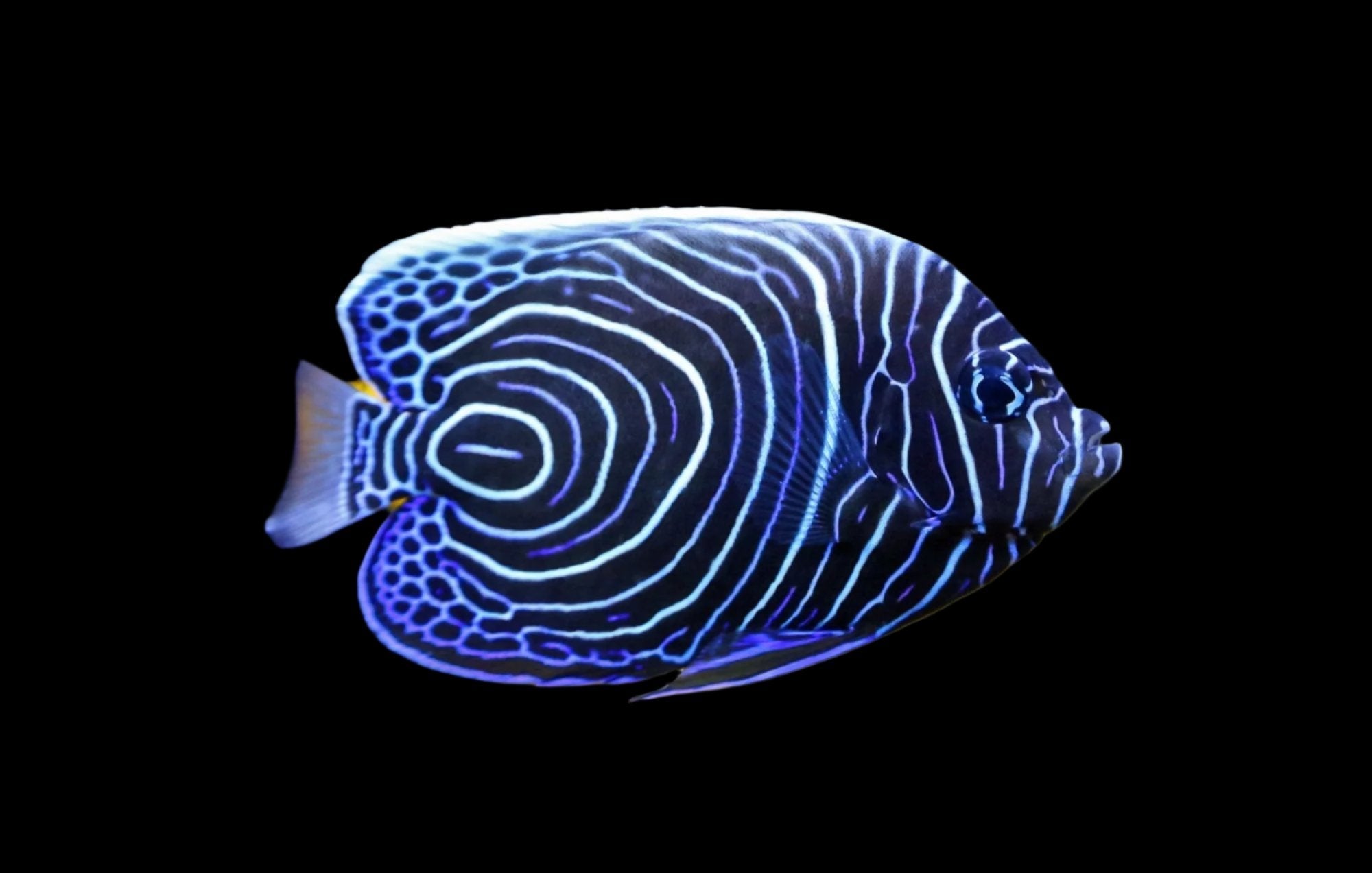 Imperator Angelfish - Juvenile