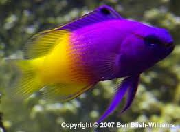 Royal Gramma Basslet