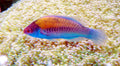 Blue Sided Fairy Wrasse