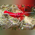 Red Fire Shrimp