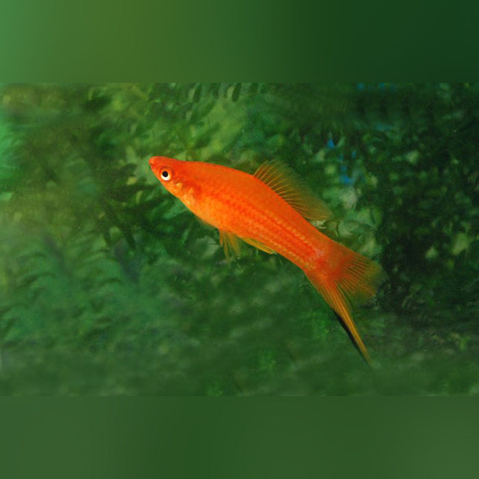 Fire Red Swordtail