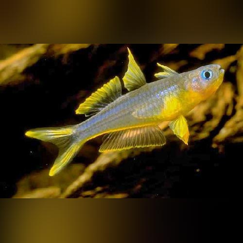 Forktail Rainbowfish (school of 5)