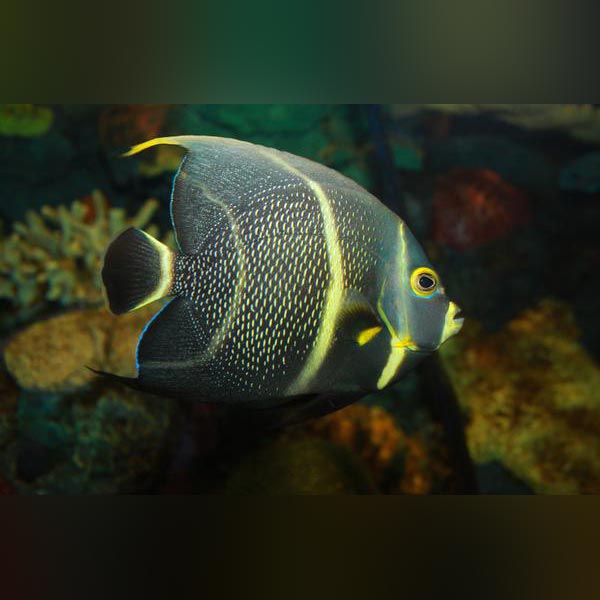 French Angelfish - Adult (Atlantic)