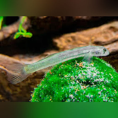 Glass Goby (School of four)