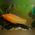 Gold Sailfin Molly (Pair)
