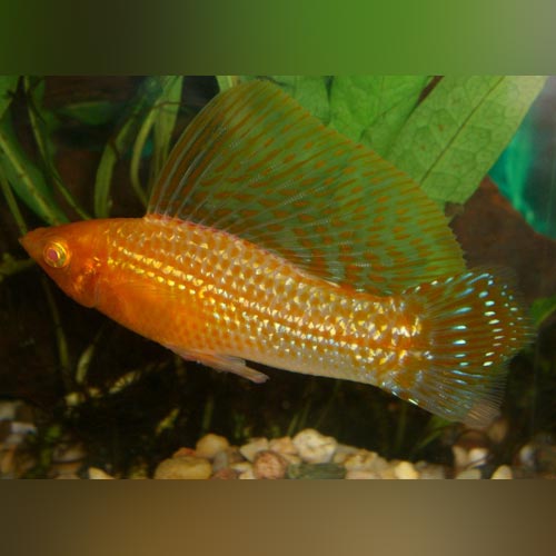 Gold Sailfin Molly (Pair)