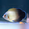 Half Black Angelfish
