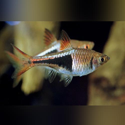 Harlequin Rasbora (school of 6)