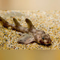 Horn Shark (California/Mexico)