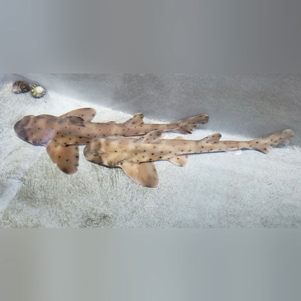 Horn Shark (California/Mexico)