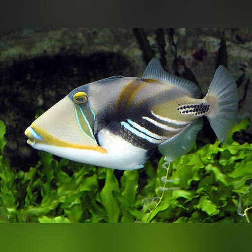 Humu Humu Triggerfish