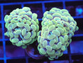 Gold Branching Hammer Coral