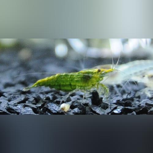 Jade Green Shrimp (troupe of 5)