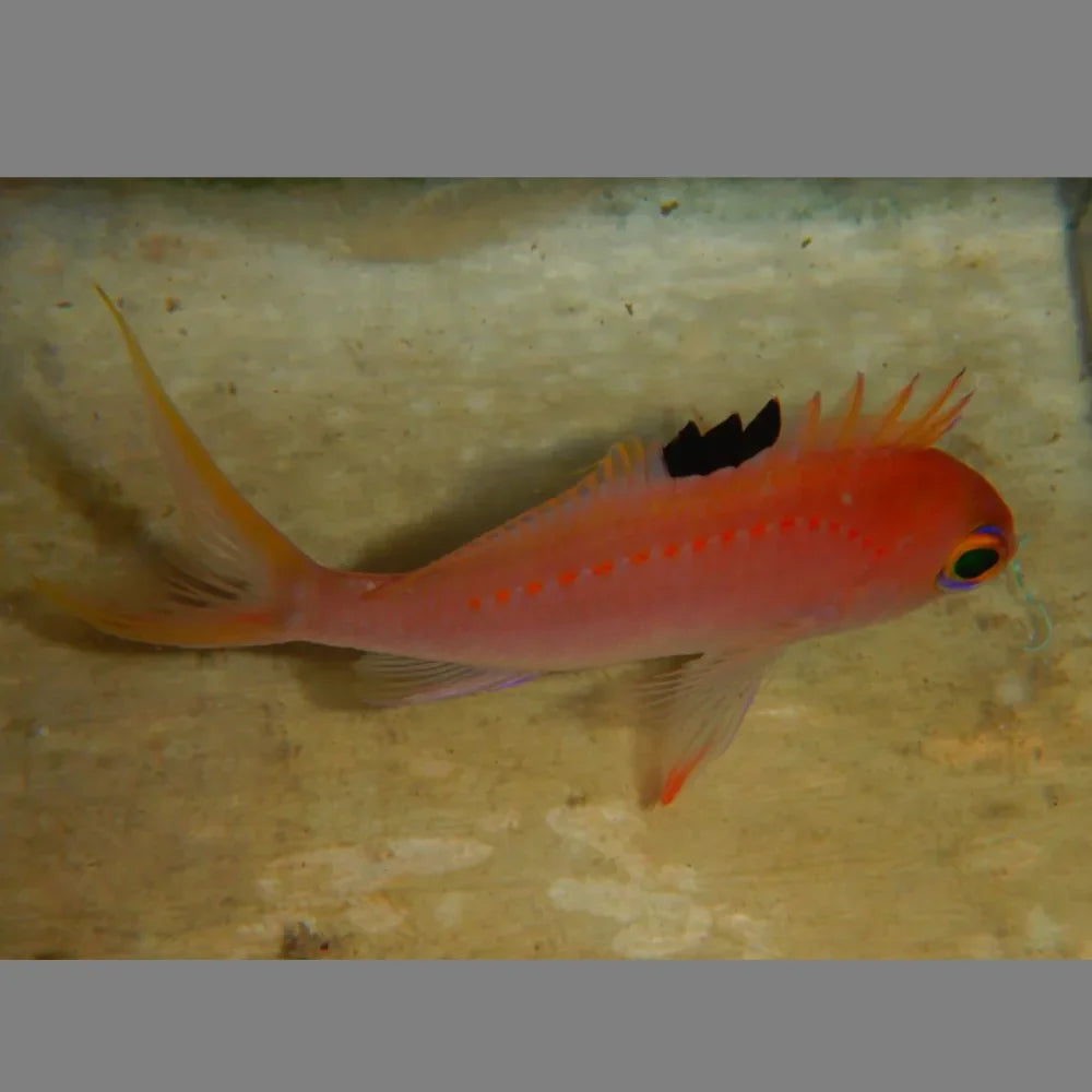 Japanese Sacura Anthias
