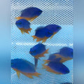 Kupang Damselfish