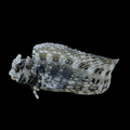 Lawnmower Blenny