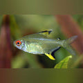 Lemon Tetra (school of 6)