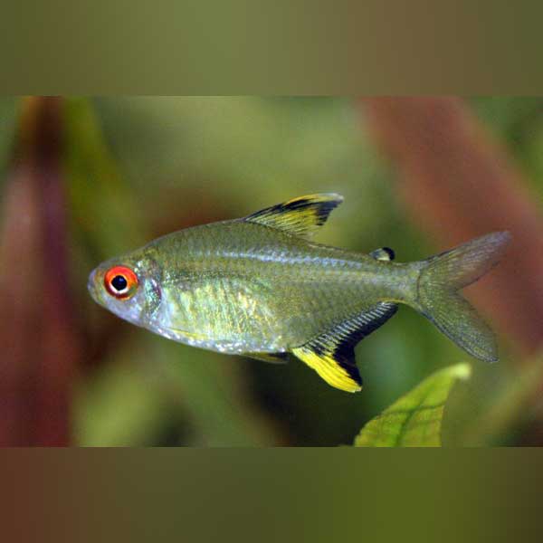 Lemon Tetra (school of 6)