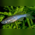 Leopard Danio (School of 5)