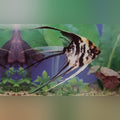 Marble Veil Tail Angelfish