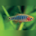 Micro Tiger Rasbora (school of 5)