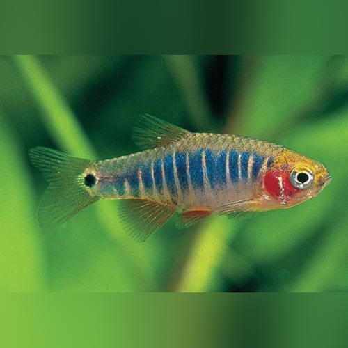 Micro Tiger Rasbora (school of 5)