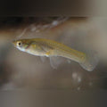 Mosquito Fish