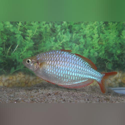 Neon Dwarf Rainbowfish (school of 4)