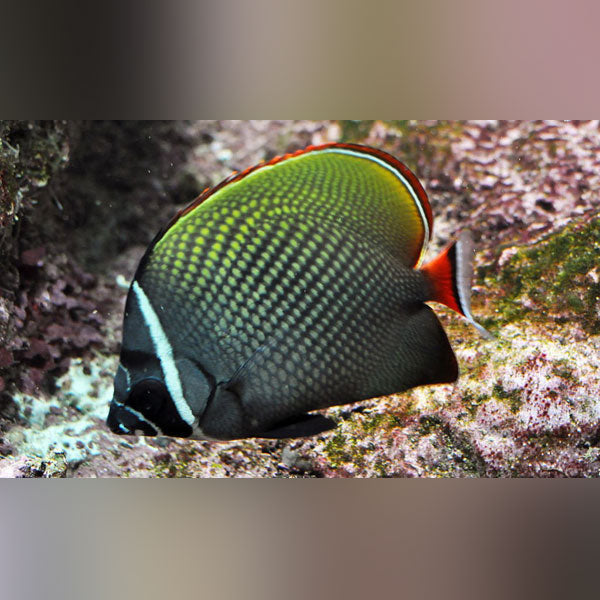 Pakistani Butterflyfish